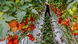 Nederland+-+KASSEN+tuinbouw+foto+AD+-+AN