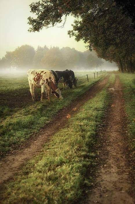 Nederland - HERFTS …