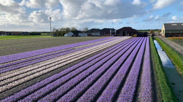 Nederland - LENTE B…