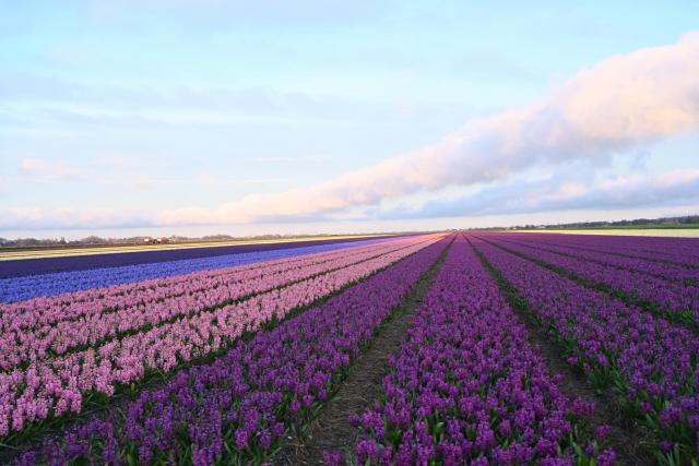 Nederland - LENTE B…