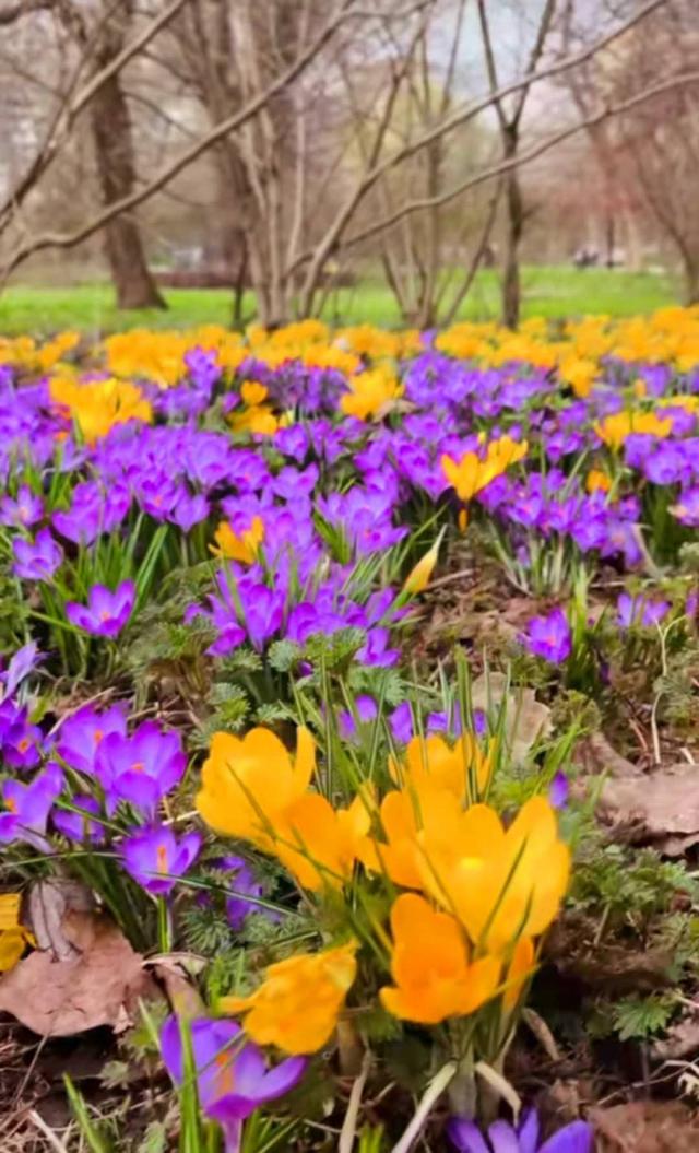 NEDERLAND - LENTE k…