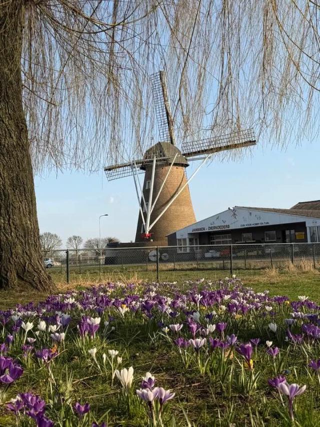 NEDERLAND - LENTE k…