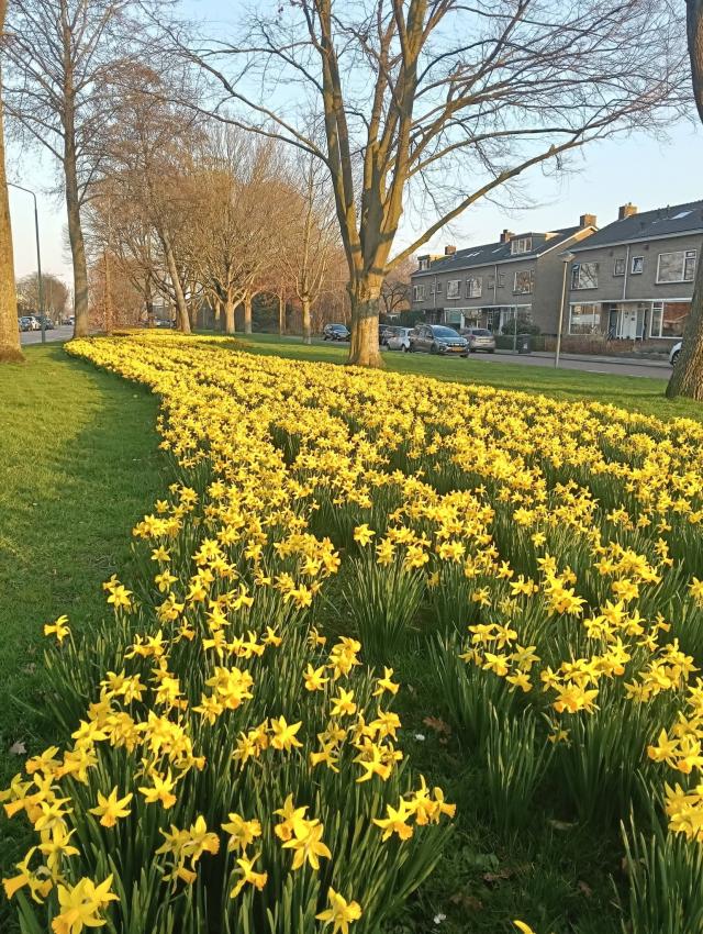 NEDERLAND - LENTE i…