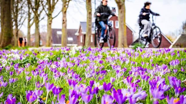 NEDERLAND - LENTE k…