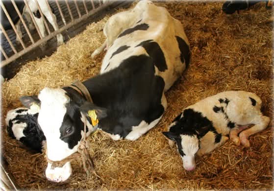 NEDERLAND - LENTE j…